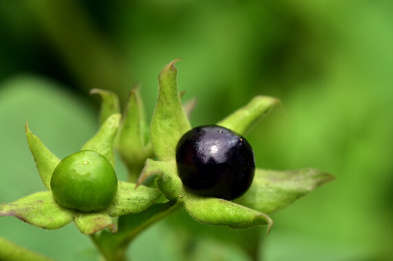 Belladonna, effetti collaterali della pianta velenosa